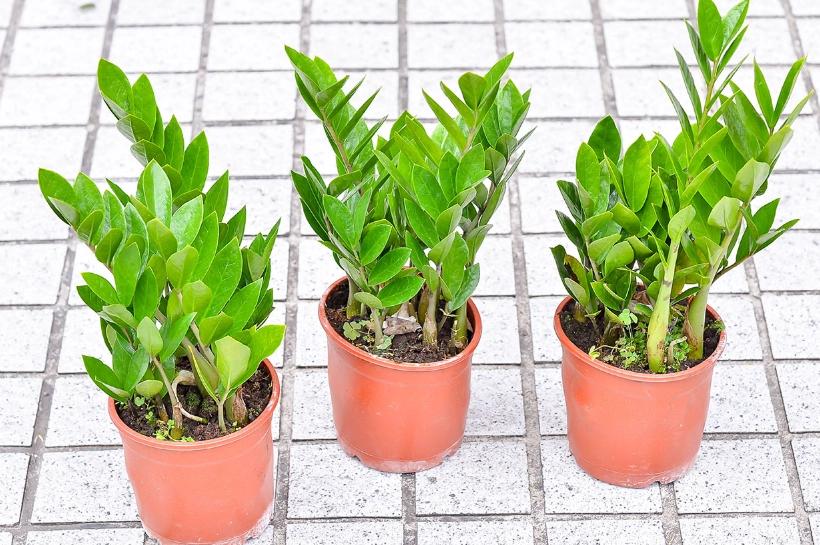 金錢樹介質配方