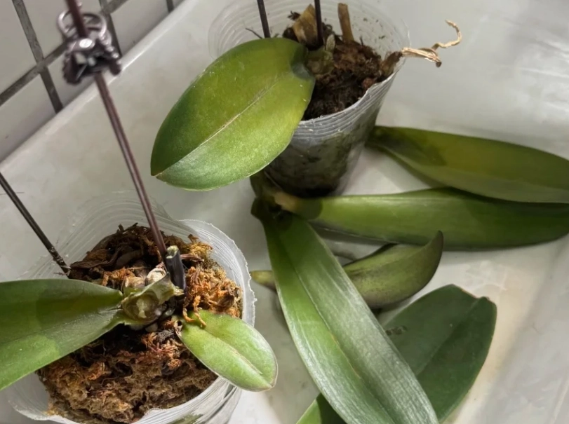 蝴蝶蘭葉子掉落