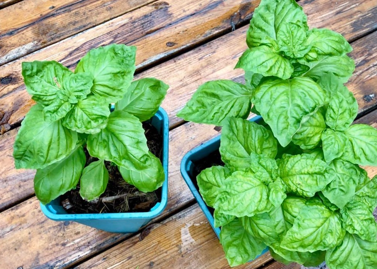 羅勒盆栽問題解決