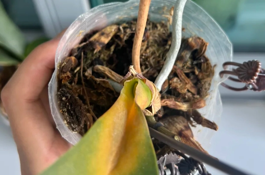 蝴蝶蘭葉子掉落