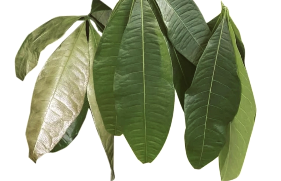 富貴樹葉黃處理