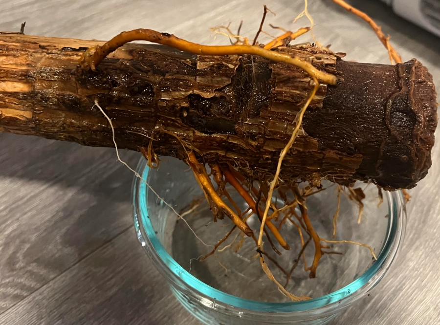 水耕富貴竹爛根處理