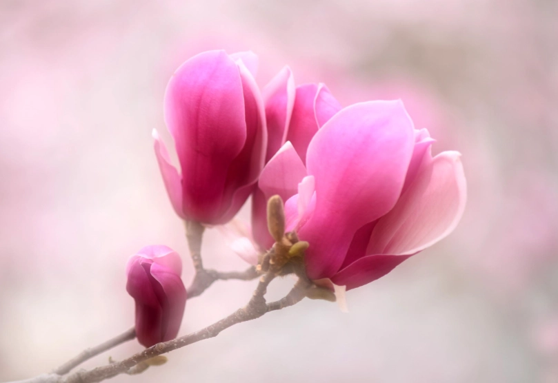 玉蘭花開花次數