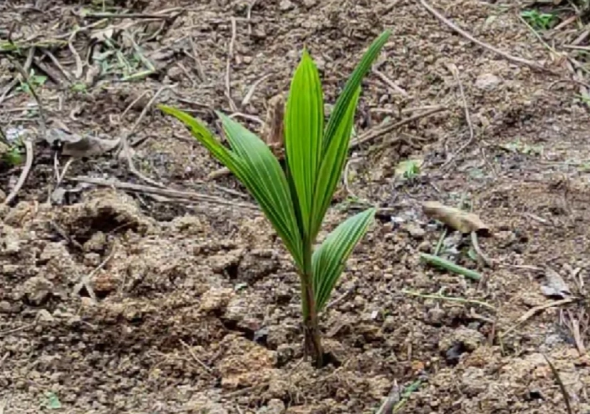 椰子树栽培技巧