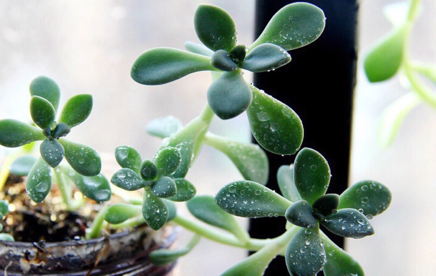多肉植物浇水