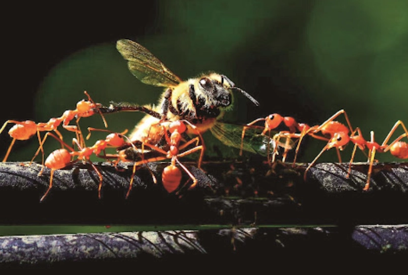 夢見螞蟻搬家解夢