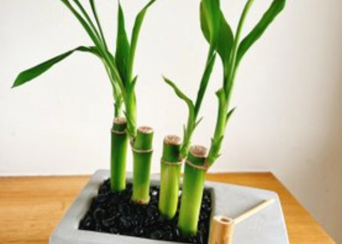 開運竹種植方法