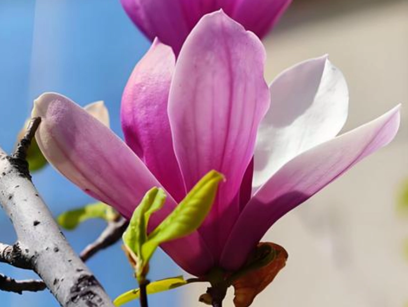 玉蘭花開花次數