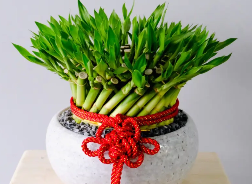 開運竹養護技巧