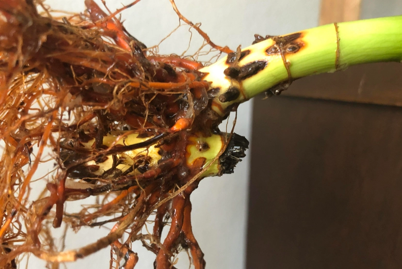 富貴竹根部腐爛