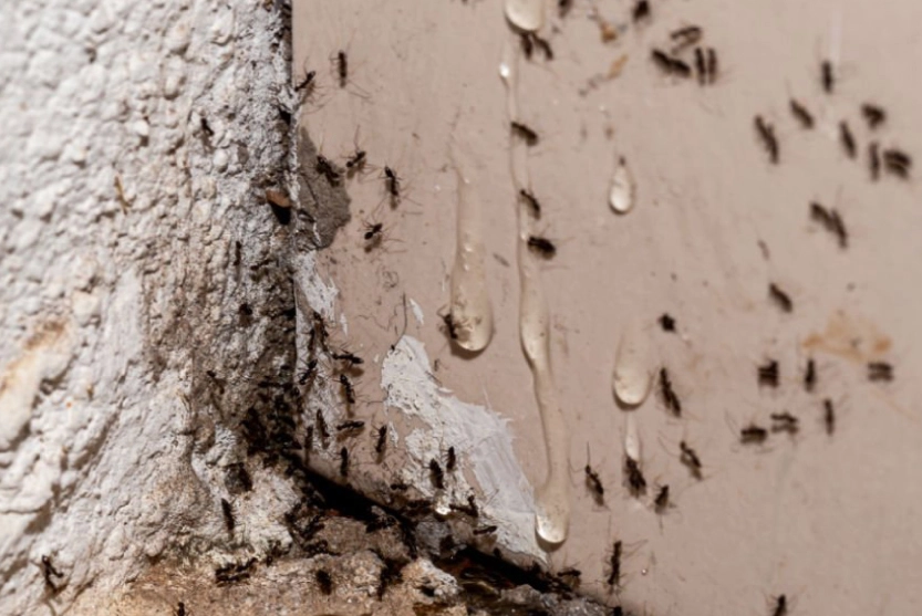 螞蟻夢境心理學