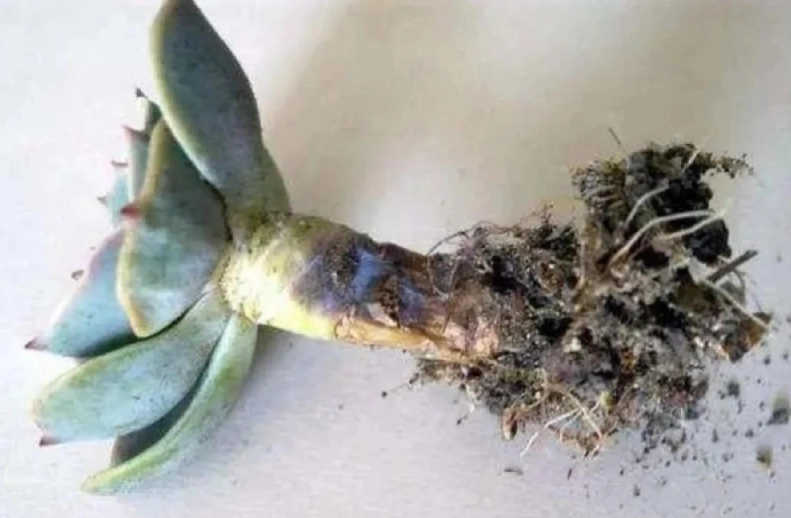 多肉爛根症狀