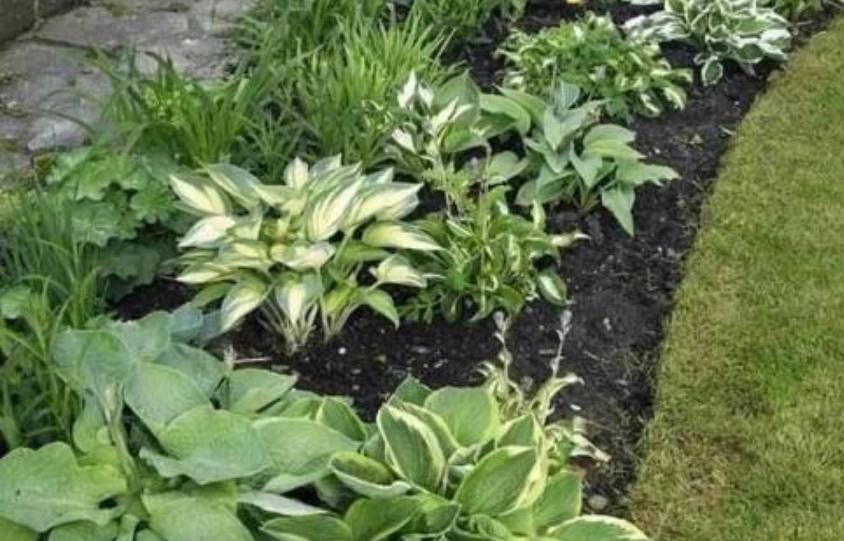 陰涼處園藝 陰涼處園藝