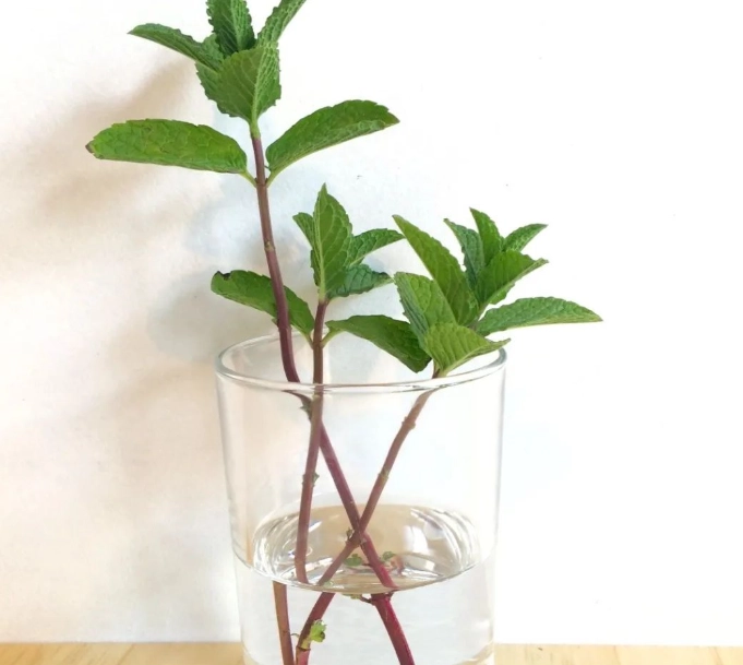 水耕植物問題解決