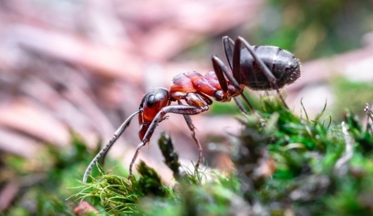 夢見螞蟻搬家運勢