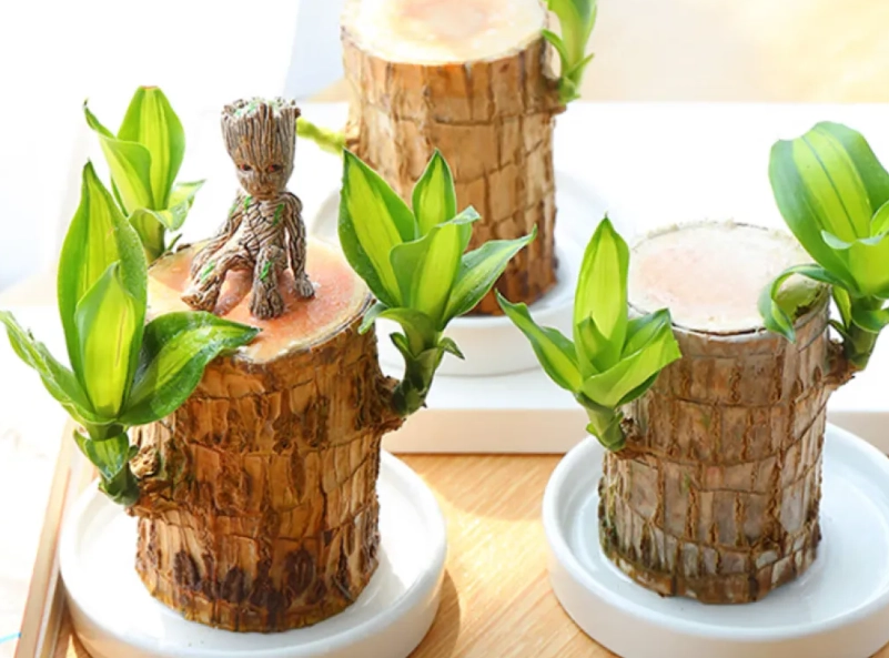 巴西木養護方法