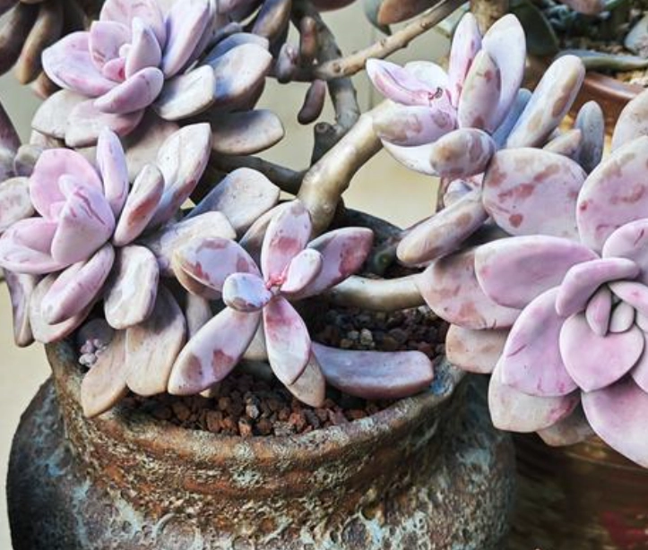 多肉植物夏季換盆