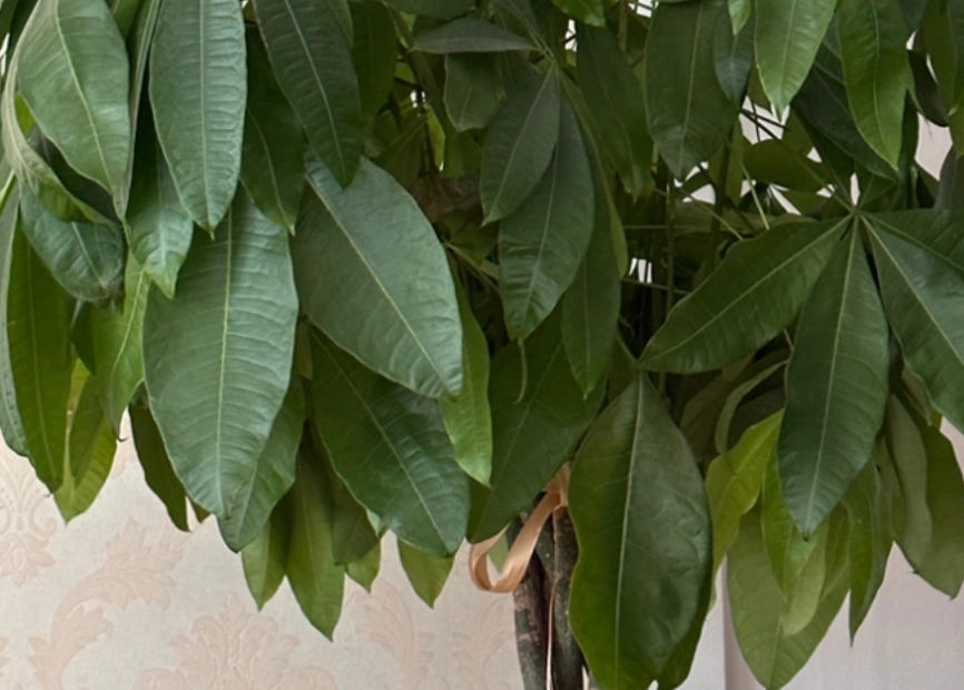 發財樹葉子下垂原因