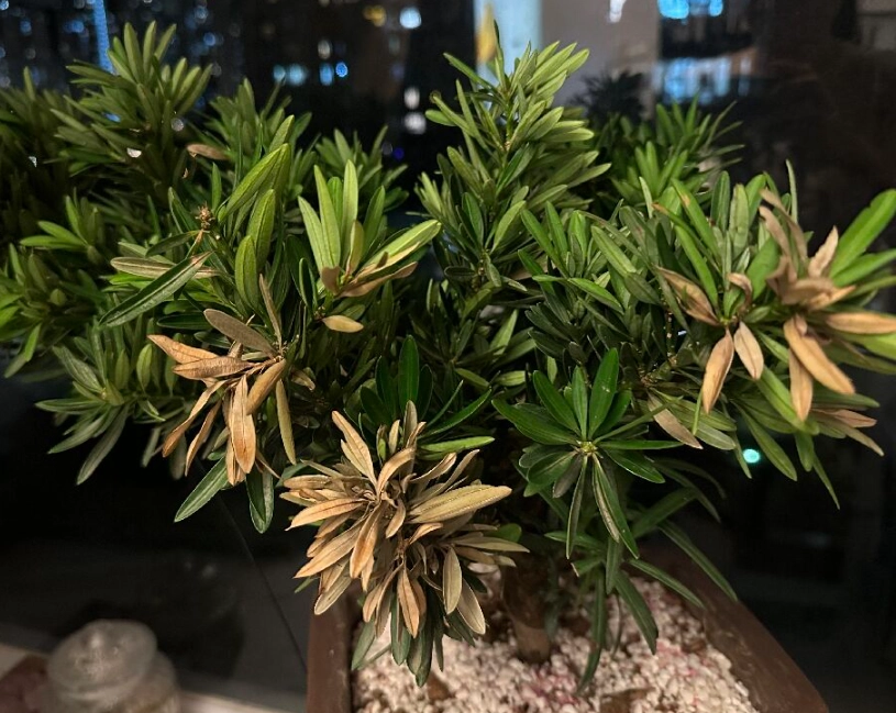 羅漢松枯黃治療