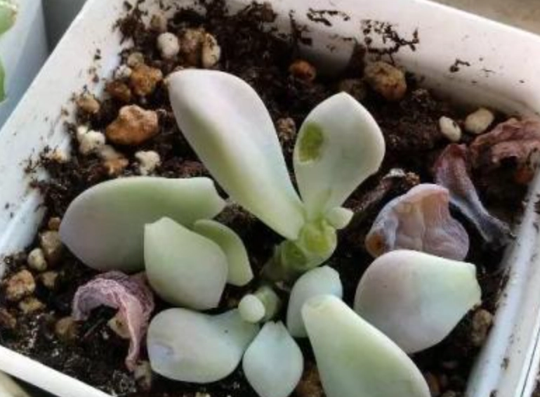 多肉葉子掉落原因