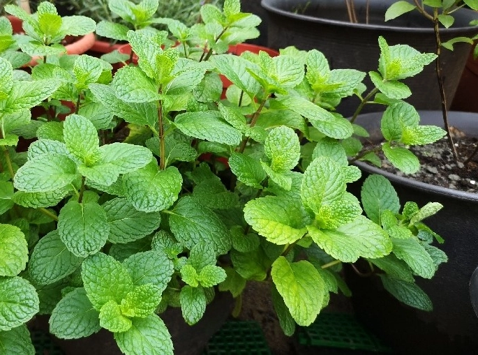 薄荷怎麼種