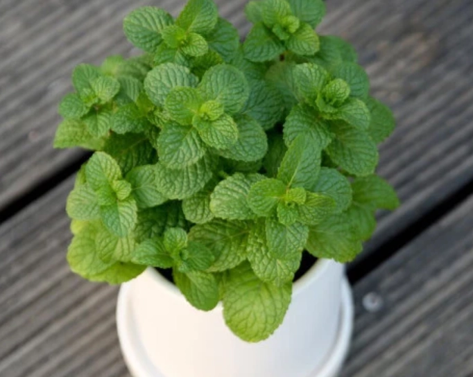香草盆栽推薦