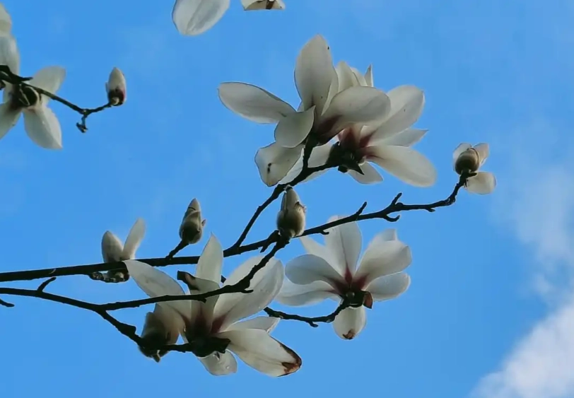 白玉蘭照顧技巧