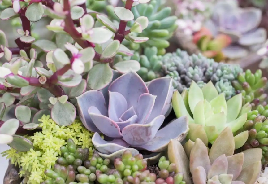 多肉植物種植方法