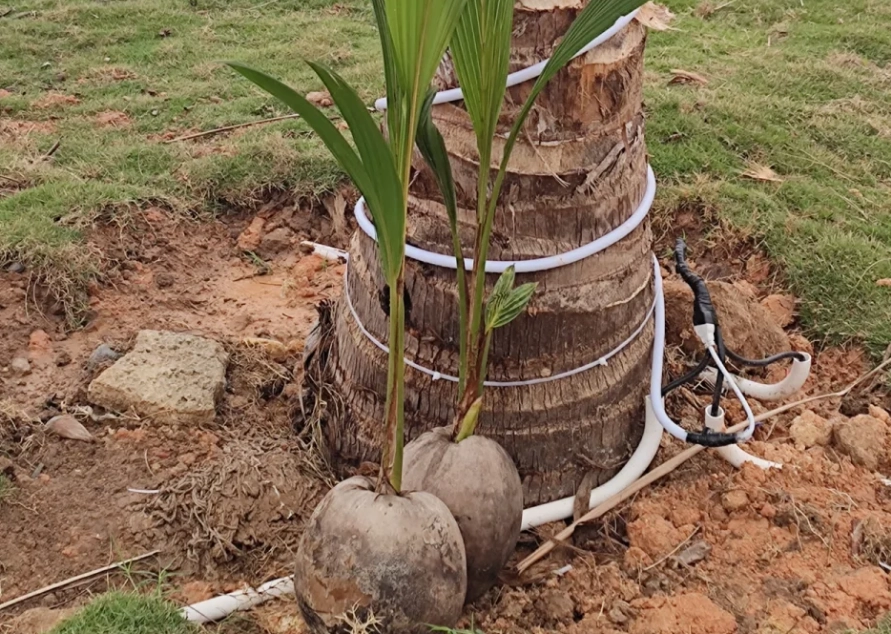 椰子树种植方法