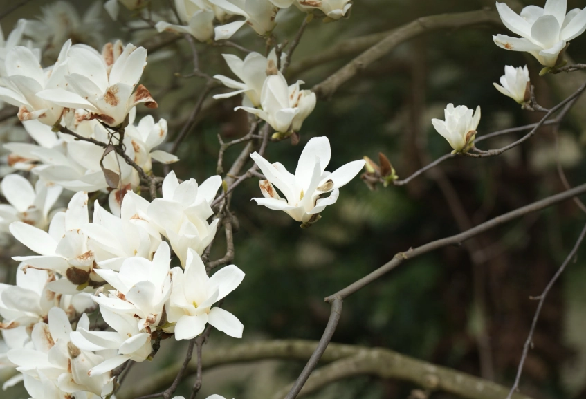 白玉蘭花語意義
