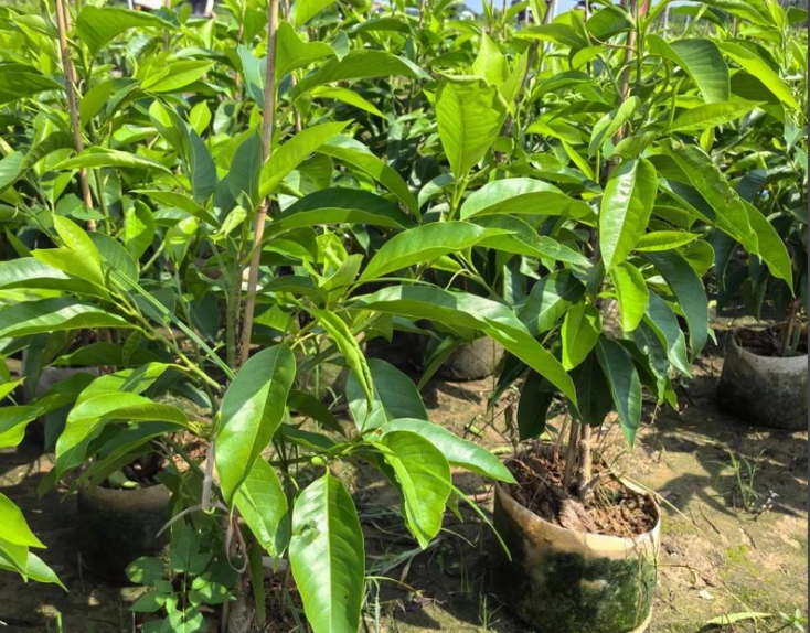 玉蘭花栽培技巧