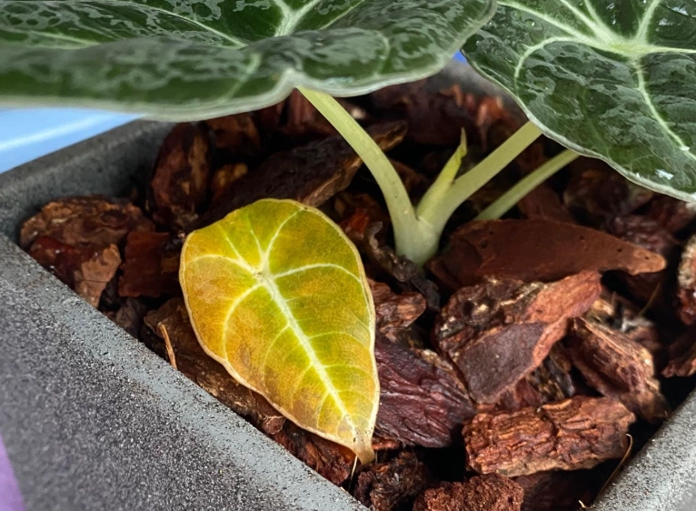 觀音蓮葉子變黃原因