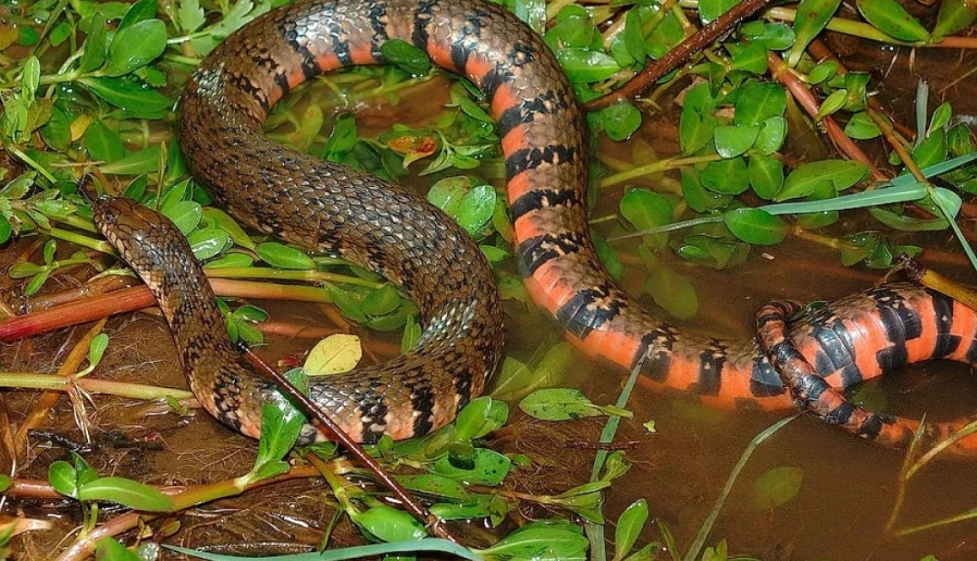 夢見很多蛇的意義