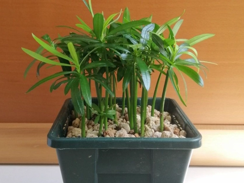 羅漢松養護方法