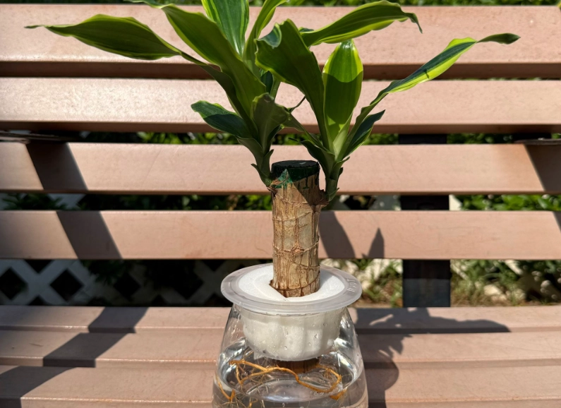 巴西木浇水技巧