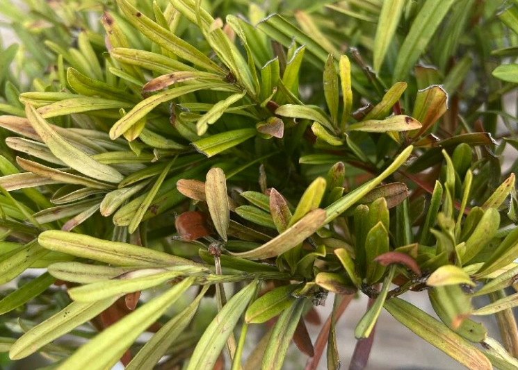 羅漢松枯黃原因