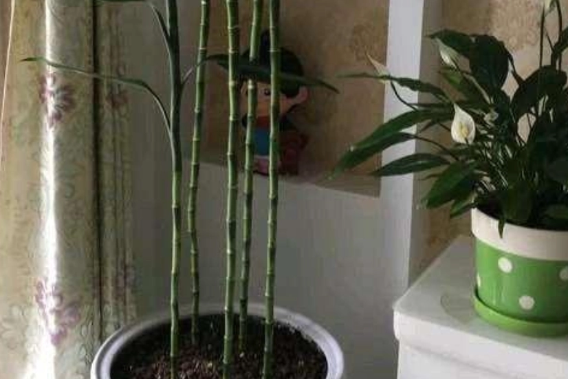 富貴竹養護技巧