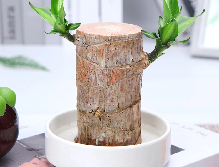 水培巴西木照顧 水培巴西木照顧