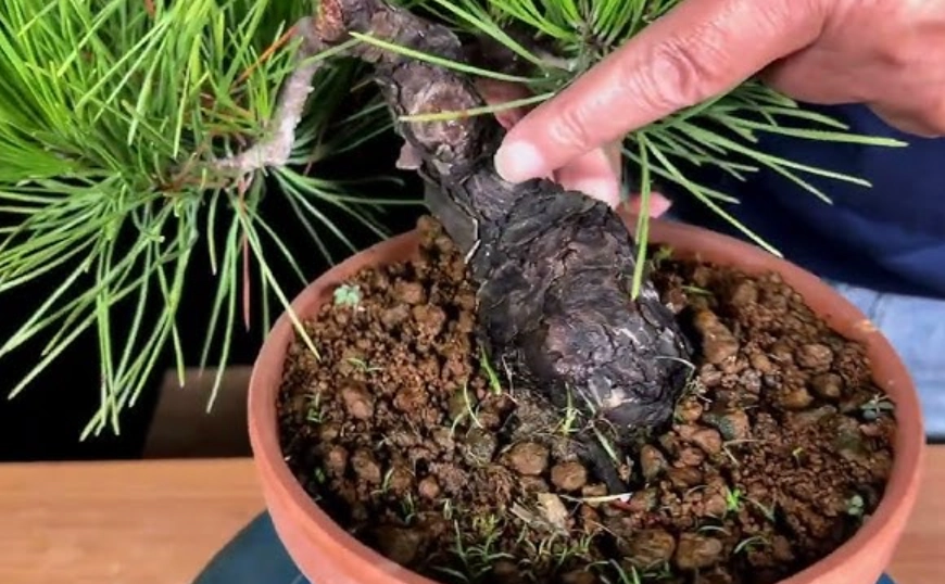 黑松盆栽換盆方法