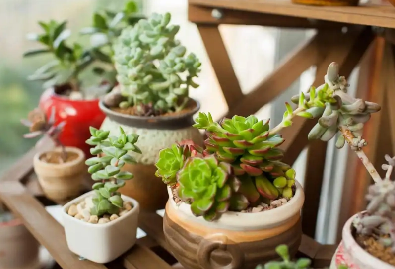 多肉植物養護