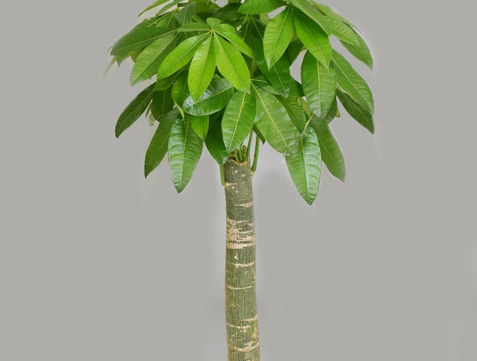 發財樹多久澆水