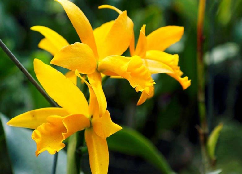 蘭花花語黃色