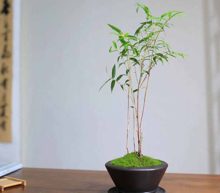 盆栽竹子種植