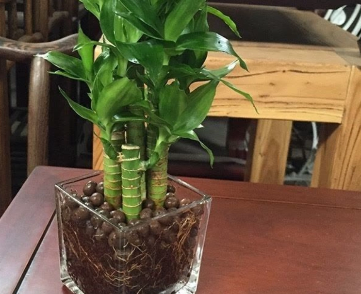 土培富貴竹方法