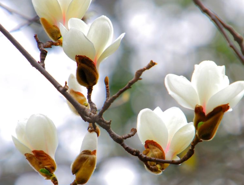 白玉蘭照顧技巧