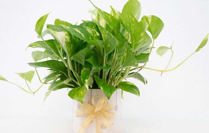 辦公室植物養護