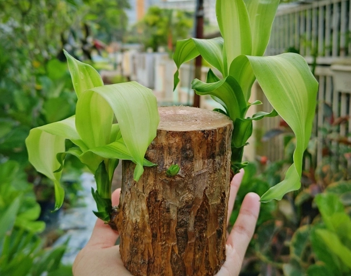 巴西木病虫害防治