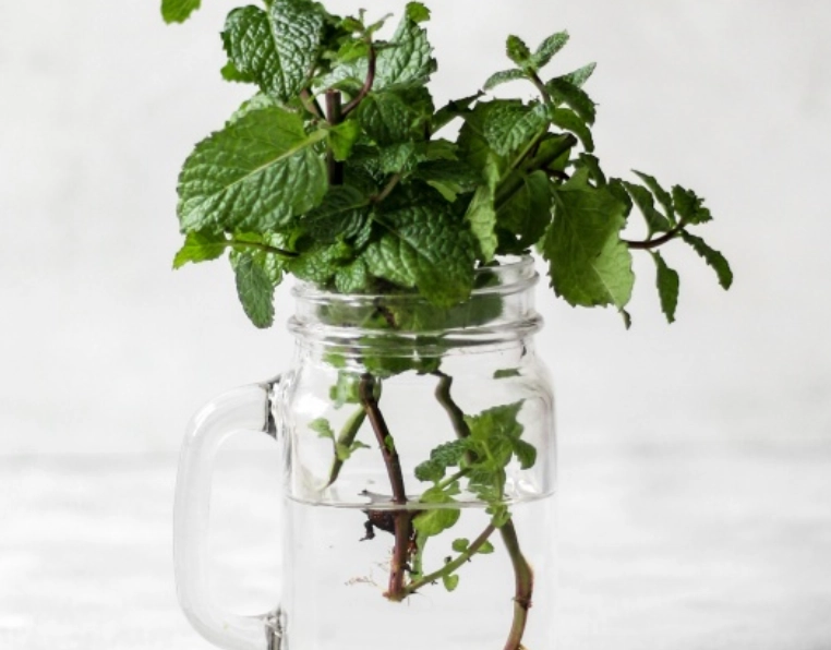 水耕薄荷長不大原因