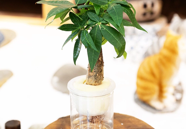 水培發財樹注意事項