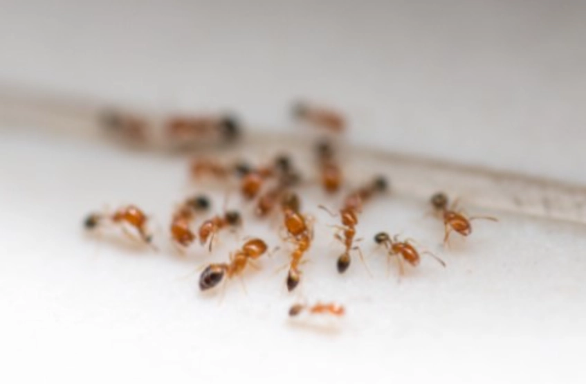 螞蟻夢境心理學